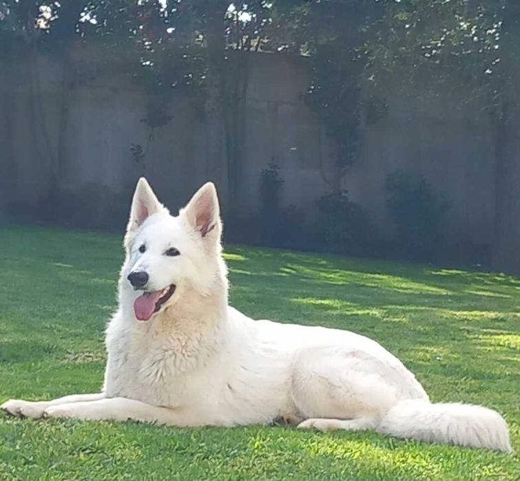 Pastor Branco Suíço