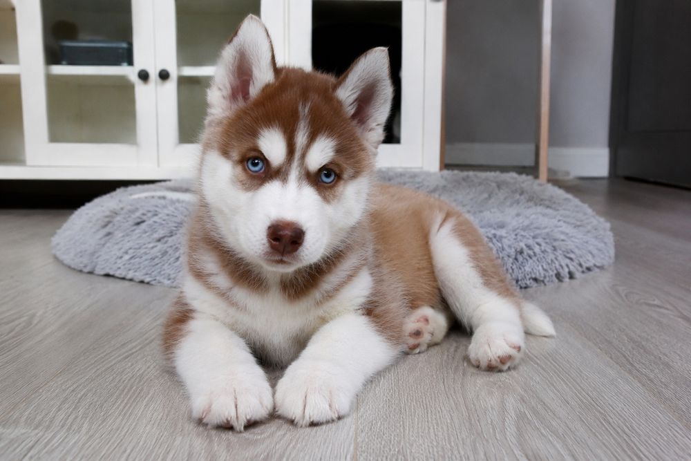 Syberian Husky szczenię