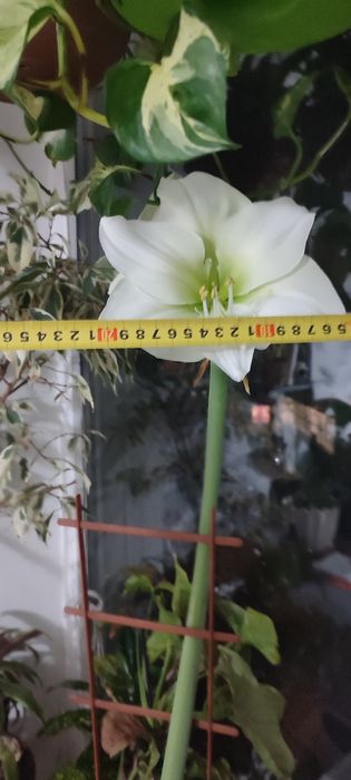 Гиппеаструм ,Амарилис,комнатные цветы,комнатное растение