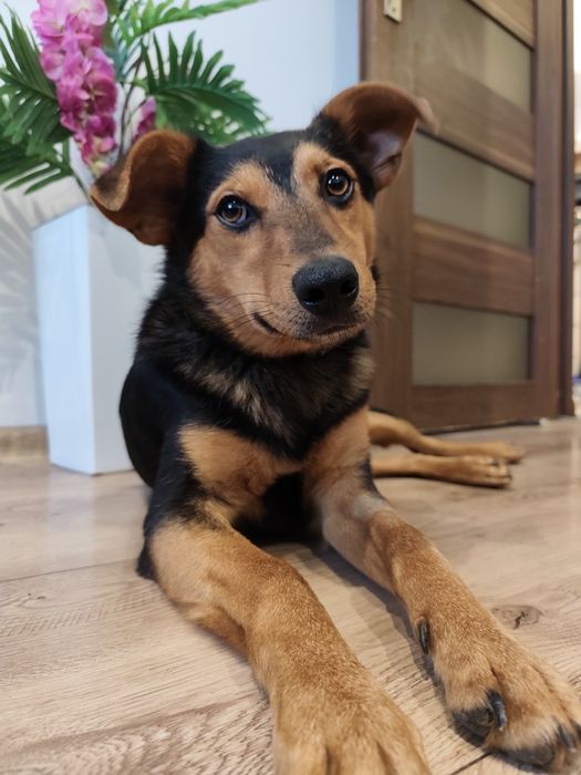 Słodki Tofik prosi o dom