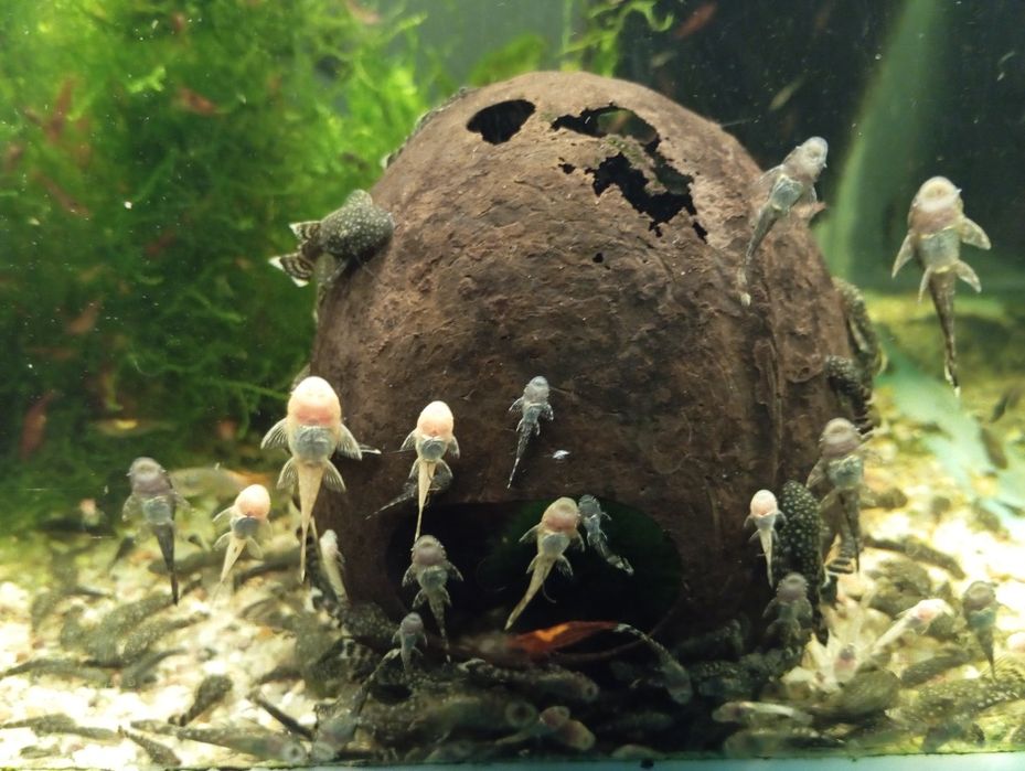 Młode zbrojniki - glonojady- promocja