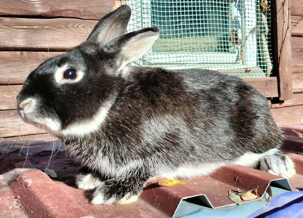 Sprzedam króliki samice roczne mieszańce
