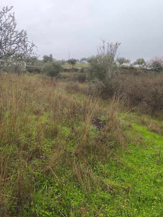 Terreno rústico em Moncorvo