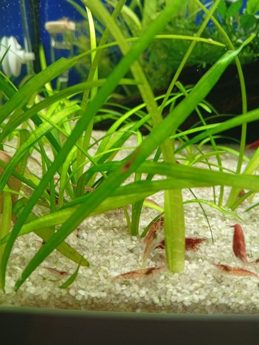 Neocaridinas Red Cherry Juvenis – Boa Qualidade