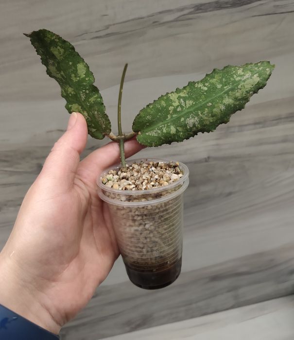 Хойя Hoya Square, Undulata splash та ін.