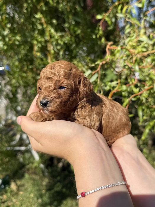 Malutki piesek Maltipoo F1B