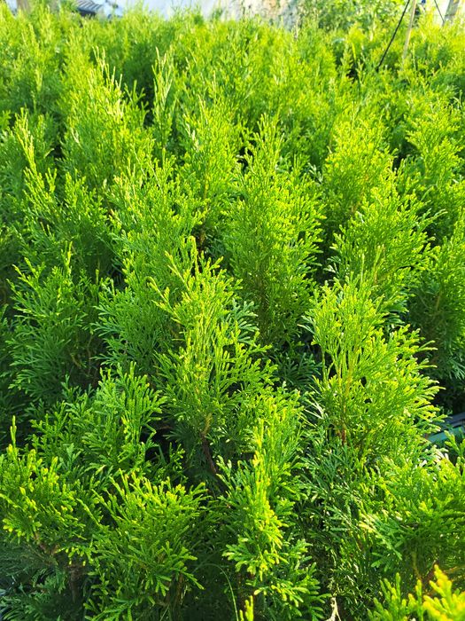 Туя смарагд р9 30-40см