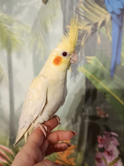 Nimfa ręcznie karmiona oswojona