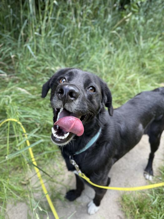 Mini labrador pełen energii pies w schronisku dla zwierząt(młody pies)