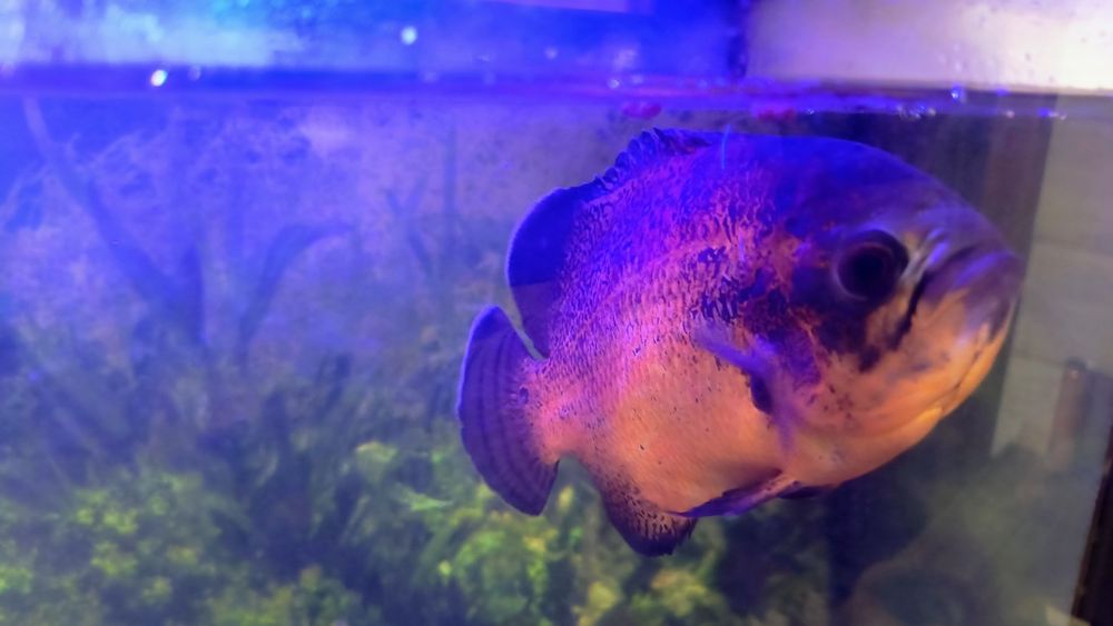 Продам красивого та активного астронатуса. Риба здорова, доглянута, з