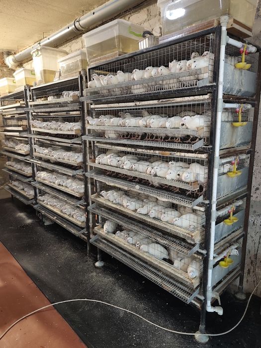 Клетка для перепелов б/у