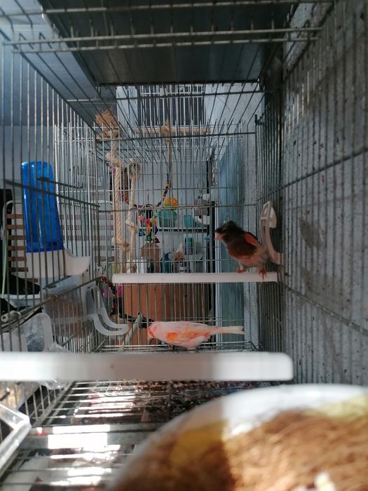 Casais arlequim português