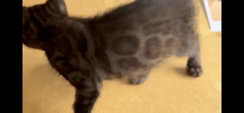 Black melanistik  top