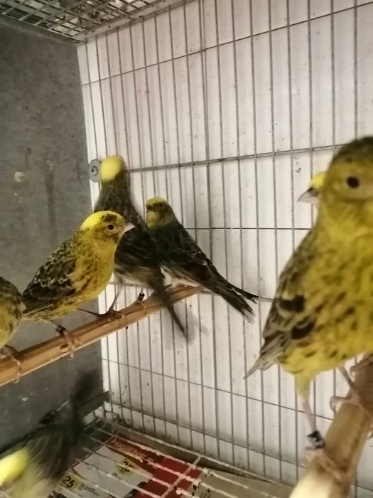 Canários lizard Cascais