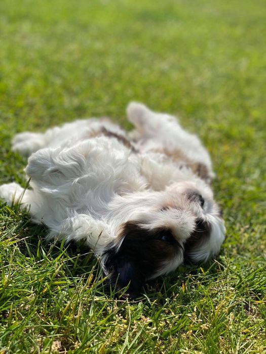 Shihtzu z rodowodem