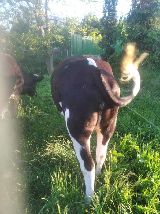 Продам Теличку 14 Місяців Деталі по телефону