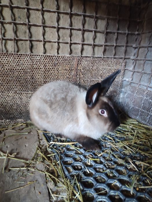 Кролики мардер каліфорнія шиншила