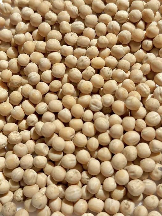 насіння Горох Гайдук перша репродукція