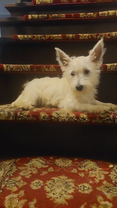 West Highland White Terrier