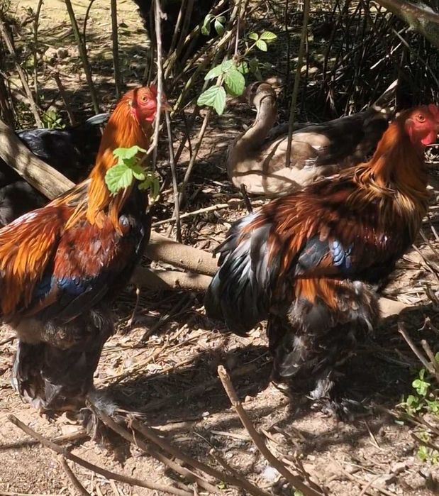 Galo Brahma Perdiz Adulto (9 meses) - Excelente Exemplar