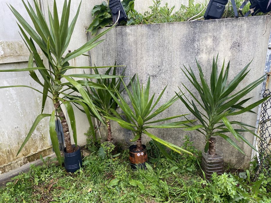 Árvore ou planta de yuca para vasos ou jardins