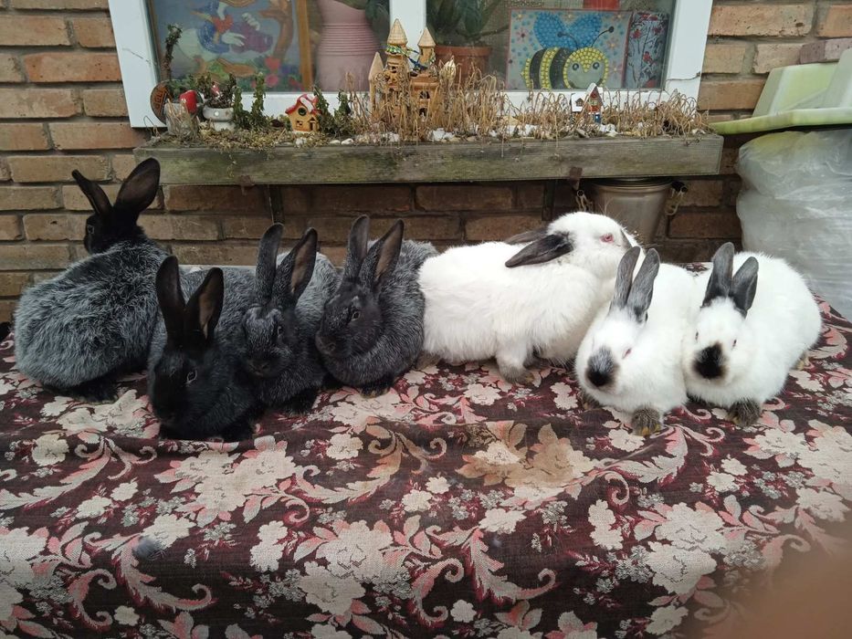 Продам кроликів.