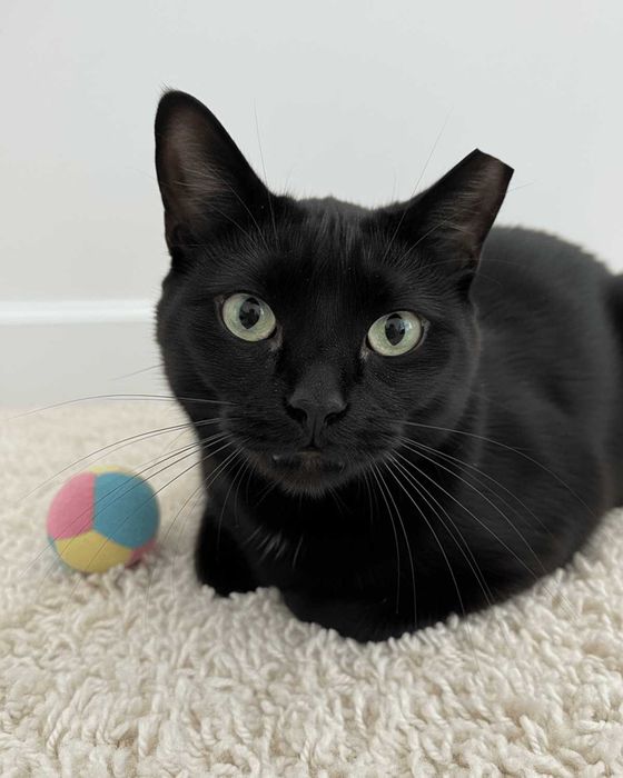 Setúbal / Margem Sul — LINDA, gatinha para adoção