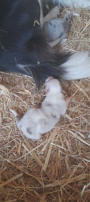 Border collie  olhos azuis