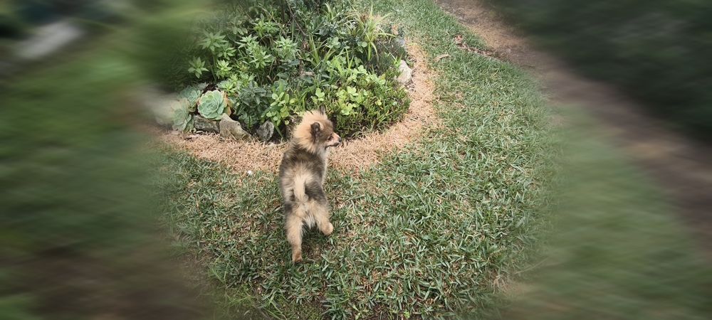 Spitz alemão anão Lulu da Pomerânia hiper miniatura criado em ambiente