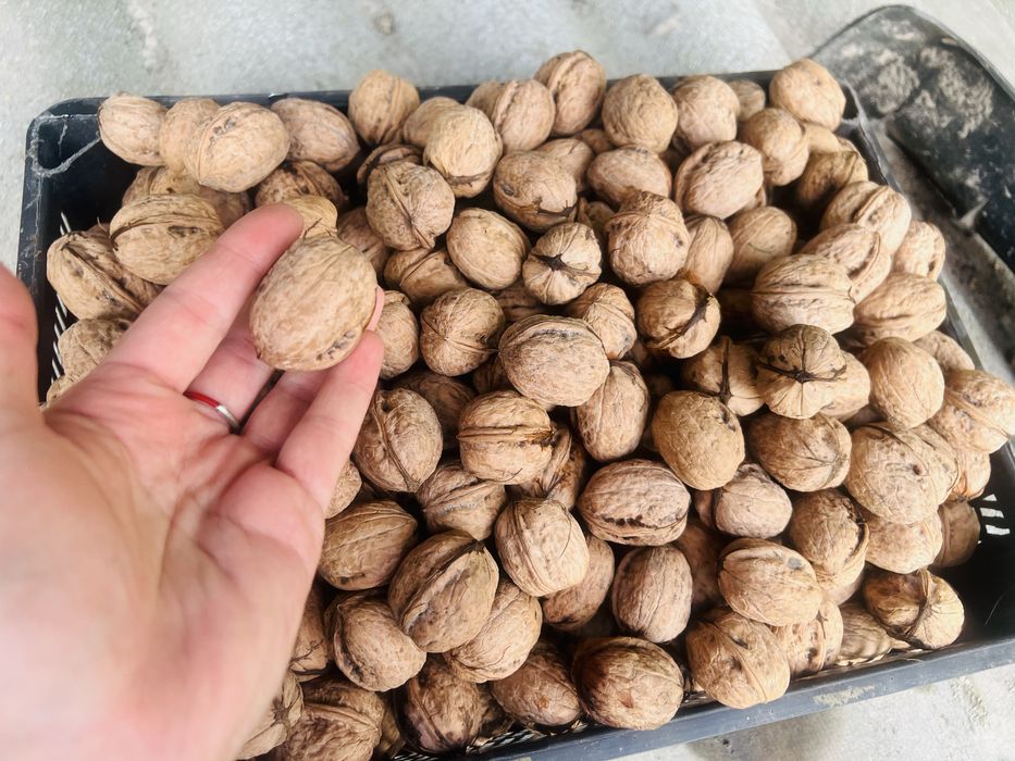 Продам горіх грецький