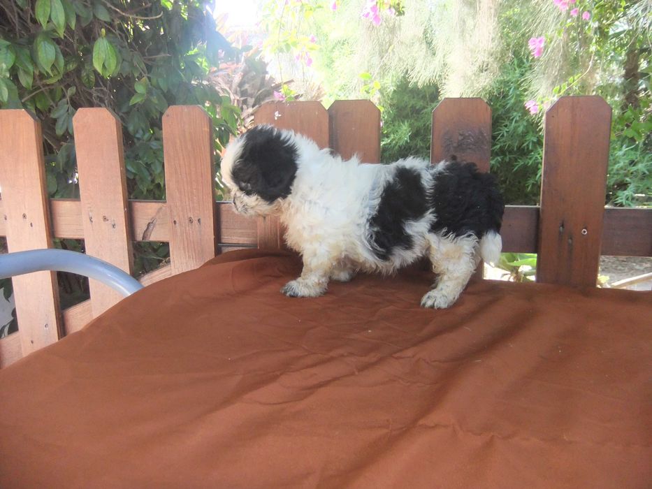 Shih-tzu  cachorra de grande qualidade morfológica