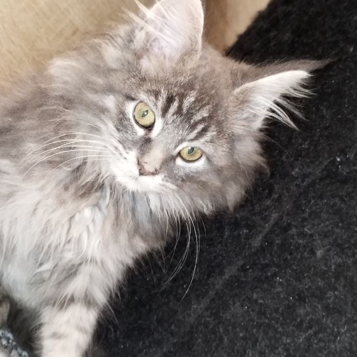 Kocurek niebieski Maine Coon