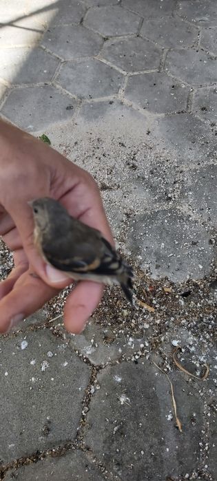 Hibrido Cardinalito e Pintassilgo