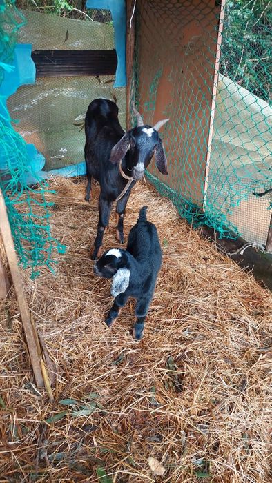 vendo cabra Anglonubiana pura com o filho com 1mes e meio ,alguma duvi