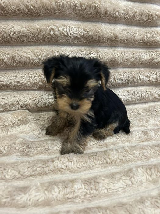 Цуценята йоркширський терʼєра