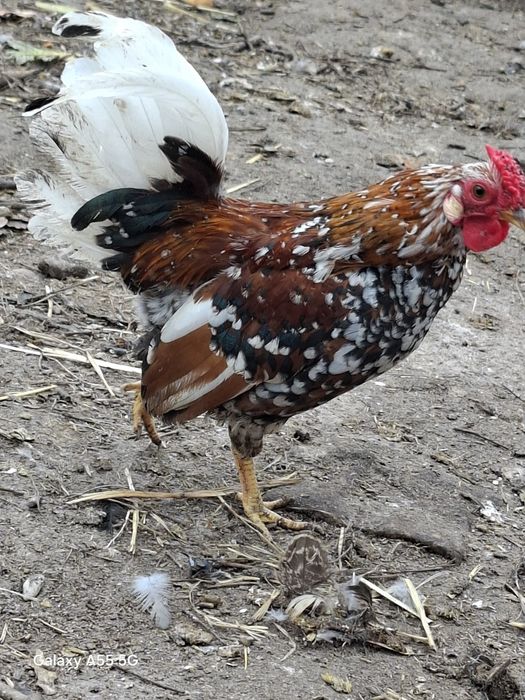 Kogut.iliputy  młode