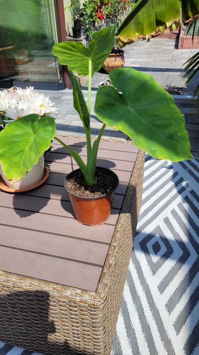 Alocasia Esculenta-Taro