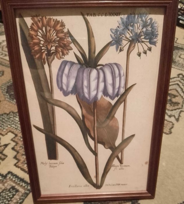 Kwiaty 1620 r. - Zielnik  reprint XVII w. grafik