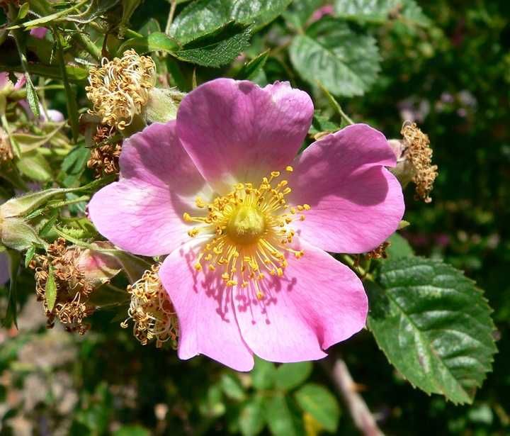 P11 Róża rdzawa rosa rubiginosa hurt detal