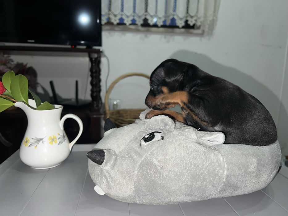Pincher Mini ULTIMO menino