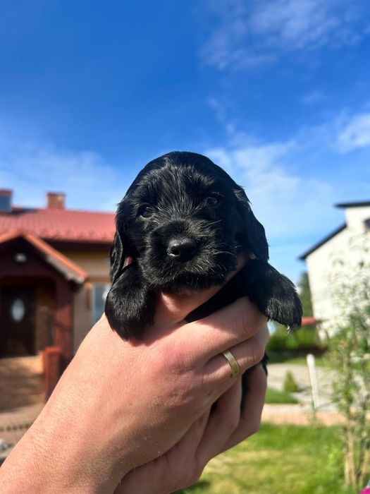 Piesek Cocker Spaniel Angielski
