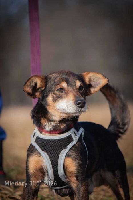 Edzio - miły, malutki piesek do adopcji.