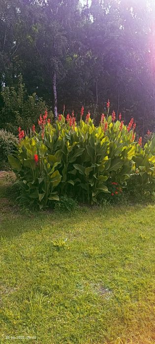 Kanny bulwy sprzedaż