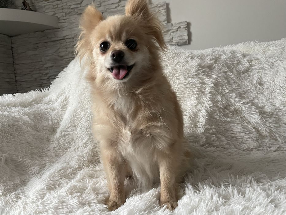 Pomeranianka suczka 4 lata
