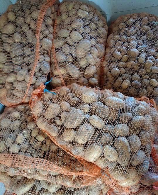 Ziemniaki jadalne/paszowe