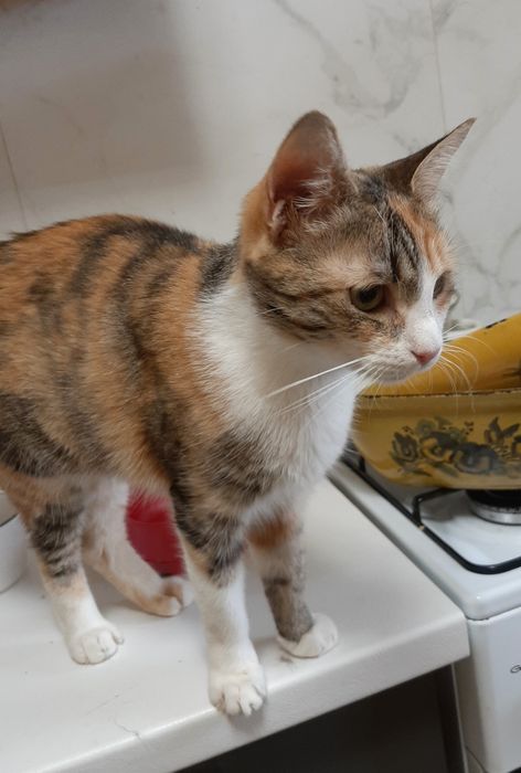 Кошечка Зося шукає родину!