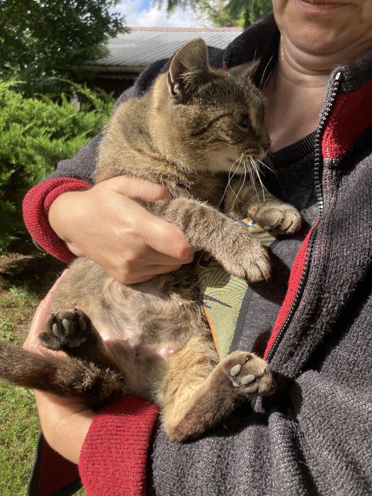 Mloda wysterylizowana kotka pilnie szuka domu