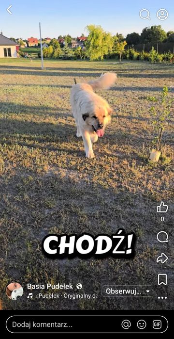 Kaukaz mieszaniec   do adopcji