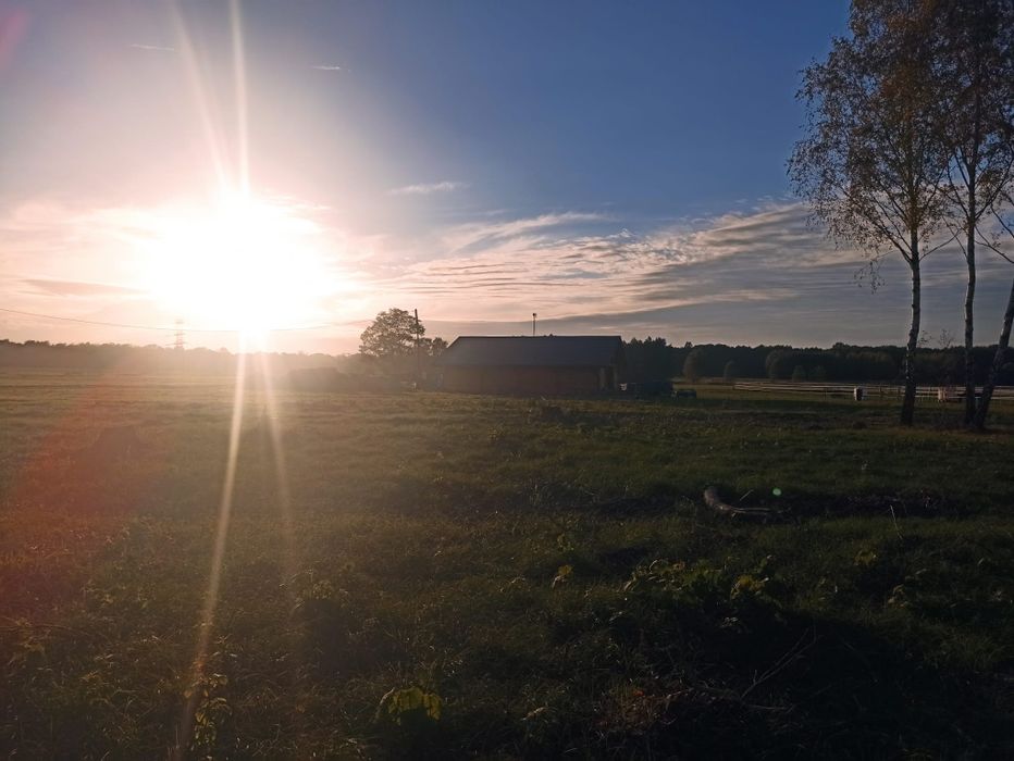 Działka  z brzozami - piękne miejsce na dom