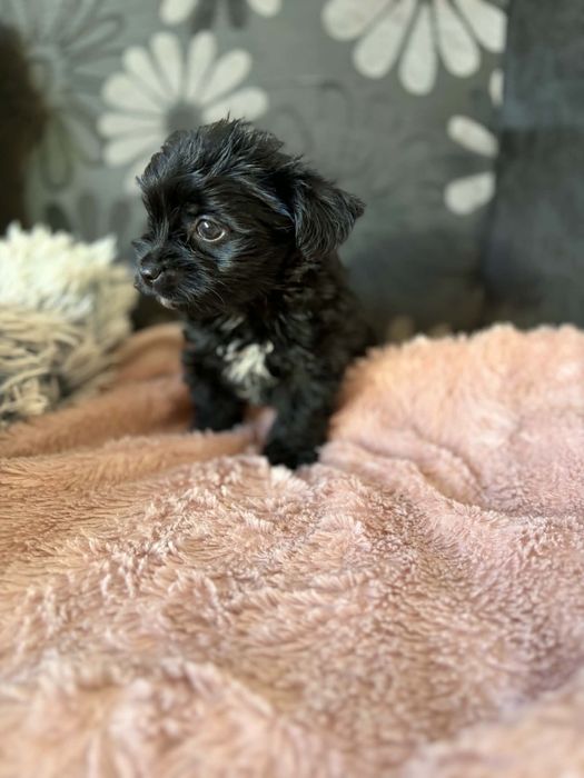 Black czarny york yorkshire terrier chłopiec John
